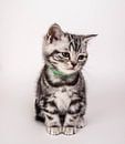 Britse korthaar kitten van Sonia Alhambra Mosquera thumbnail