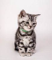 Britse korthaar kitten