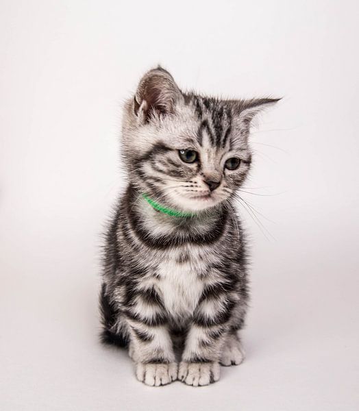 ziel koel wasmiddel Britse korthaar kitten van Sonia Alhambra Mosquera op canvas, behang en meer