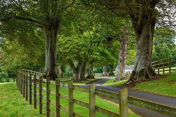 Avenue of trees in Ireland by Roland Brack