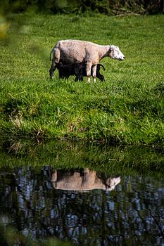 Sheep with Lamb (portrait)