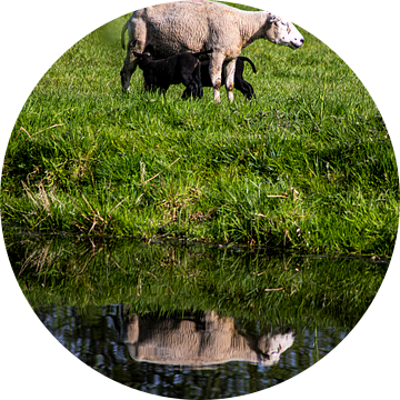 Schaap met Lammetjes (portret) van Eric de Jong
