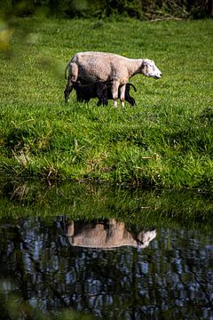 Moutons avec agneau (portrait) sur Eric de Jong