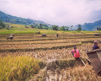 Sa Pa