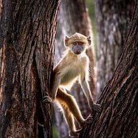 Monkey in a tree in Zambia Wildpark