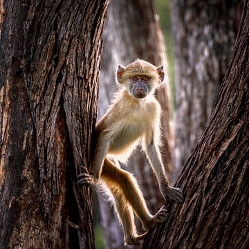 Monkey in a tree in Zambia Wildpark by Ipo Reinhold