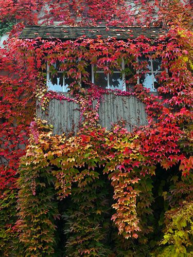 Window in autumn 1.0 with wild wine