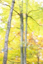 Automne