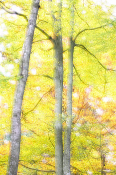 Herbst
