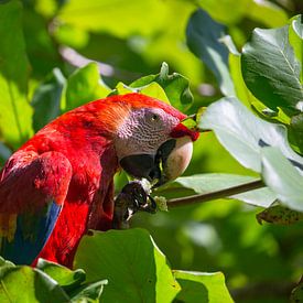 Scarlet Macaw in Costa Rica by Mark Schutz