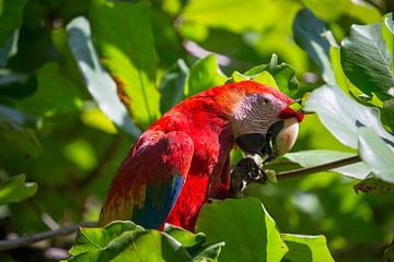 Scarlet Macaw in Costa Rica van Mark Schutz