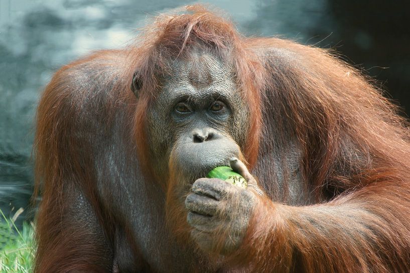 Forest Man by Rene Smits
