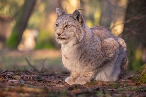 Lynx by Dennis Eckert