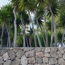 Palms in Ibiza by StudioMaria.nl