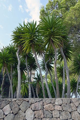 Palmen op Ibiza