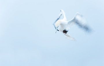 Fliege kleinen Flügel von Francis Dost