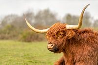 Hooglander portret