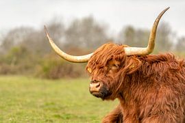 Hooglander portret by Bas de Visser