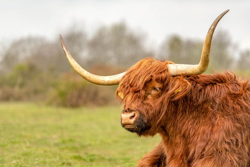 Hooglander portret van Bas de Visser