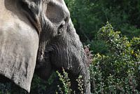Elephant in focus