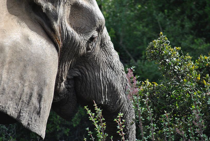 Elephant in focus by Suzy den Engelse
