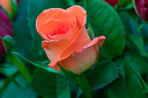 Bloeiende oranje roos met blaadjes close up