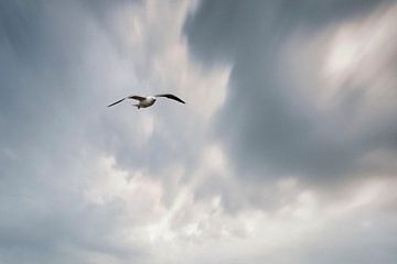 Möwe im Sturm von Wilna Thomas