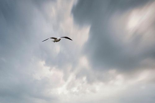 Gull in the storm