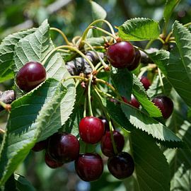 Ripe red cherries by Heiko Kueverling