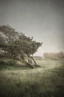Boom gevormd door de wind