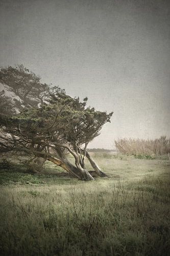 L'arbre façonné par le vent