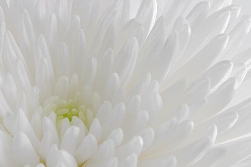 White chrysanthemum up close 1