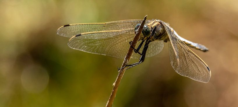 Dragonfly by Marcel Pietersen