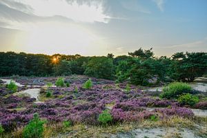 Sonnenuntergang über blühender Heide von Jaco Verheul