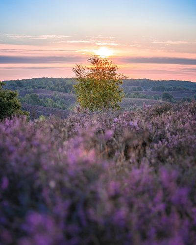 Lever de soleil. Parc national de Veluwezoom, The Posbank. sur Nicky Kapel
