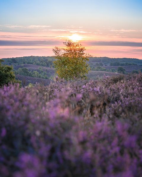 Lever de soleil. Parc national de Veluwezoom, The Posbank. par Nicky Kapel