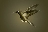 Kolibrie in vlucht in zwart wit met sepia toning van Catalina Morales Gonzalez thumbnail