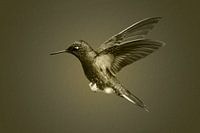Kolibri im Flug in schwarz weiß mit sepia Tönung