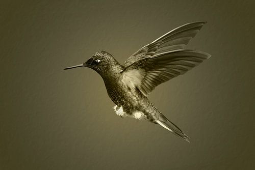 Hummingbird in flight in black white with sepia toning