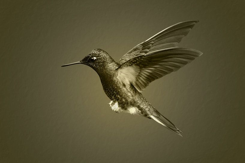 Kolibrie in vlucht in zwart wit met sepia toning van Catalina Morales Gonzalez