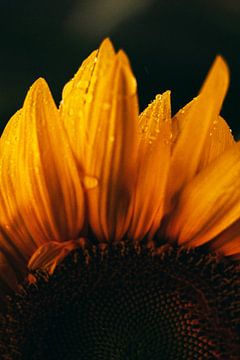 Nahaufnahme Sonnenblume von Walljar