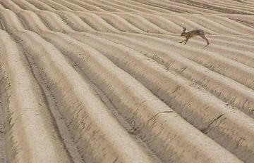 Lièvre dans un paysage cultivé sur Danny Slijfer Natuurfotografie
