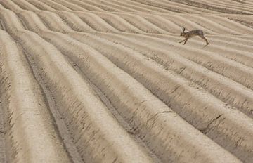 Lièvre dans un paysage cultivé