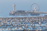 Overvol strand met meeuwen met de Scheveningse Pier op de achtergrond van Anne Zwagers thumbnail