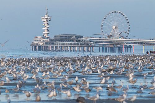 Plage surpeuplée de mouettes avec l'embarcadère de Scheveningen en arrière-plan
