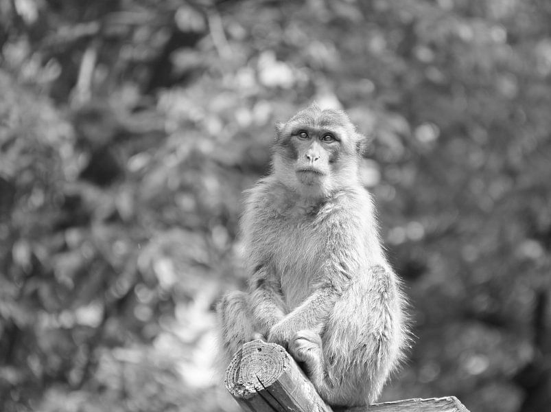 Barbary monkey in black and white by Jose Lok