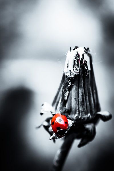 Black and white photo of a ladybird by jb photography