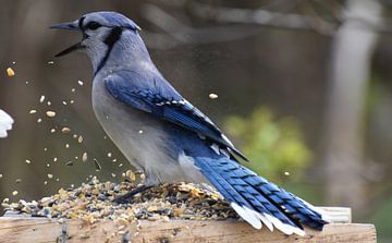 A blue jay at the garden feeder by Claude Laprise