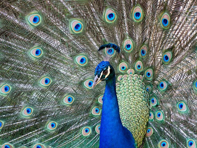 LP 71070134 Pfau im Vollsichtmodus versucht, einen Partner anzulocken von BeeldigBeeld Food & Lifestyle