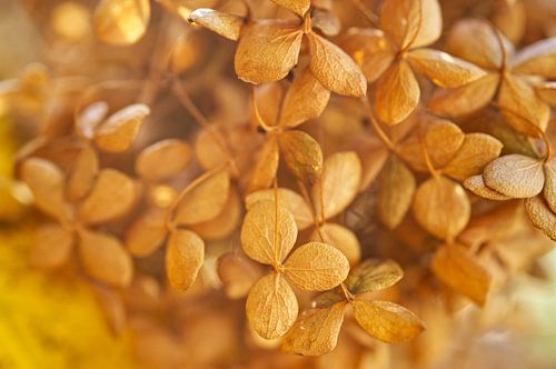 Verweerde gedroogde hortensia